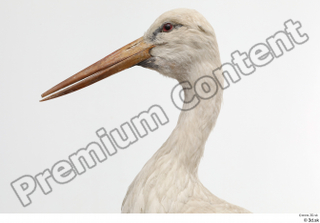 Black stork head neck 0009.jpg